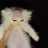 pl4cer's avatar
