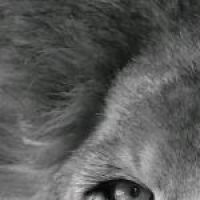 coolnesta54's avatar