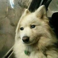 sadge_doge's avatar