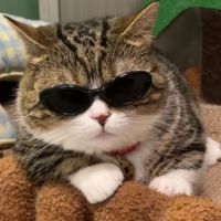 luciferharris's avatar